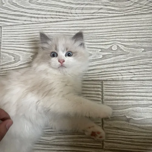 AI研究峰会论坛