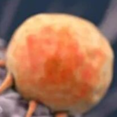 抗肿瘤免疫监视！Cell系列｜复旦大学阮元元/刘凤林/陆豪杰/张莹：氨基己糖合成途径通过免疫检查点翻