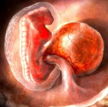 DNA甲基化重建！Nature系列｜复旦大学张宇：合作揭示胚胎着床后DNA甲基化重建机制