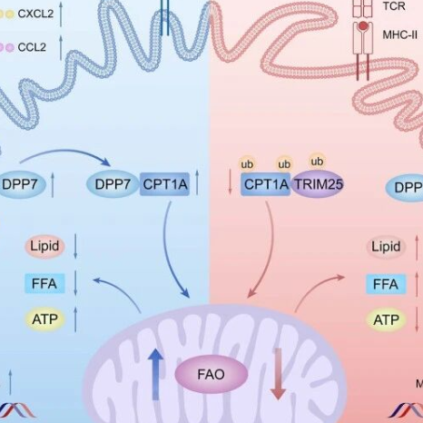 癌症免疫治疗新靶点！Int J Biol Sci｜复旦大学韦烨：揭示结直肠癌免疫逃逸新机制