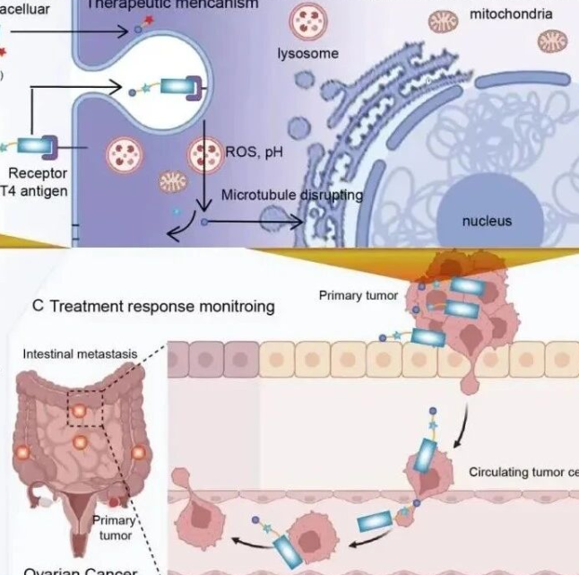 肿瘤实时监测与诊疗一体！Adv Sci｜复旦大学史逸冰/杨振霖/应天雷/谢幼华：提出基于荧光ADC制