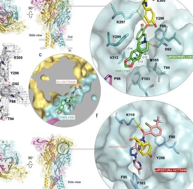 预测靶向受体的药效与副作用！Nature系列｜复旦大学服部素之：合作阐明了人类与啮齿动物P2X7受体