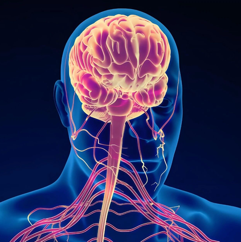 解析大脑如何实现器官功能精细调控！Neuron｜复旦大学段树民院士/倪金飞/谭超：揭示交感功能单元的