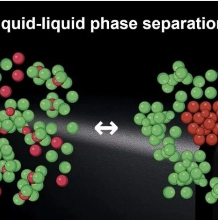 液液相分离-构建智能递药系统！JCR｜复旦大学孙涛：液液相分离介导的秩序与病理混沌——从细胞建构到精