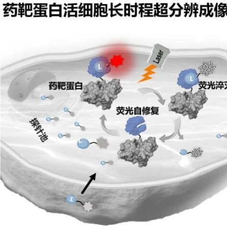 超分辨示踪药靶蛋白！Nature系列｜复旦大学王璐：构建可逆响应探针长时程超分辨示踪药靶蛋白