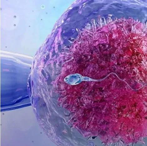 不能提高活产率！BMJ（IF:42)｜复旦大学黄荷凤院士/吴琰婷：严重男性因素不孕夫妇中三代试管技术