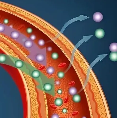 非胰岛素依赖型降糖策略！Cell Res｜复旦大学黄林章：揭示乳酸-GPR81-FARP1调控GLU