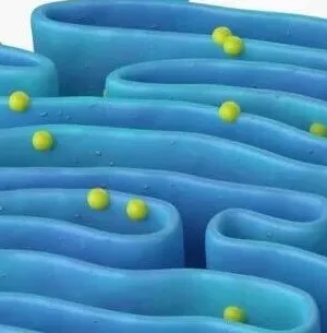 内质网自噬异常可引发多种重大疾病！PNAS｜复旦大学常春美：合作揭示内质网自噬起始新机制