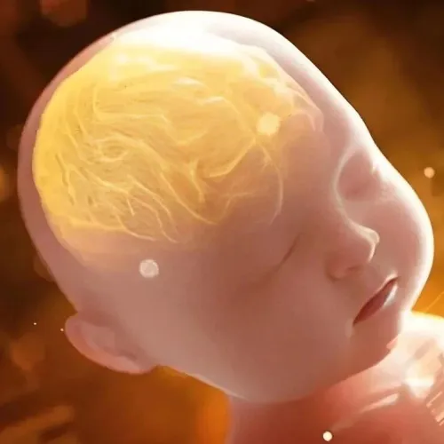 填补研究空白-提供科学解释！Bone Res｜复旦大学马竞/张天宇：合作阐明FOXI3调控颅面发育机