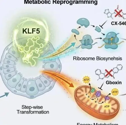建立类器官“延时摄影”模型！Cancer Res｜复旦大学林鑫华/唐晓芳：绘制肺鳞癌起始的时空演化图