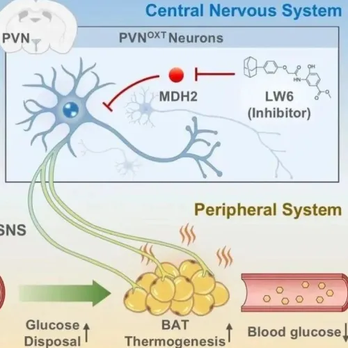 揭秘“代谢手术”的快速降糖效应！Cell系列｜复旦大学张智：合作揭示“下丘脑-交感神经-棕色脂肪”的