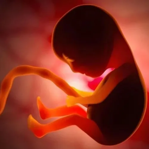 物竞天择，适者生存！Vita｜复旦大学黄荷凤院士：与林圣彩院士合作揭示胎儿肝脏适应宫内低糖发育环境的