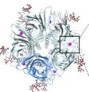 奠定重要基础！Cell Discovery｜复旦大学屈前辉：合作揭示锌离子激活人源ZAC通道的新机制