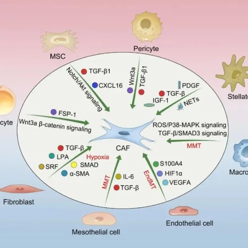 肿瘤恶性进展与免疫抑制的关键驱动！Adv Sci｜复旦大学王红霞/刘文婷：揭示CAF的关键作用与治疗