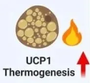 肥胖及代谢疾病新靶点！Nature系列｜复旦大学郭非凡/肖斐：发现亮氨酸代谢关键酶AUH调控褐色脂肪