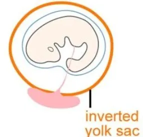 卵黄-早期发育的“营养仓库”！Cell系列｜复旦大学戴薇/陈立/倪金飞：揭示卵黄营养的时序利用策略