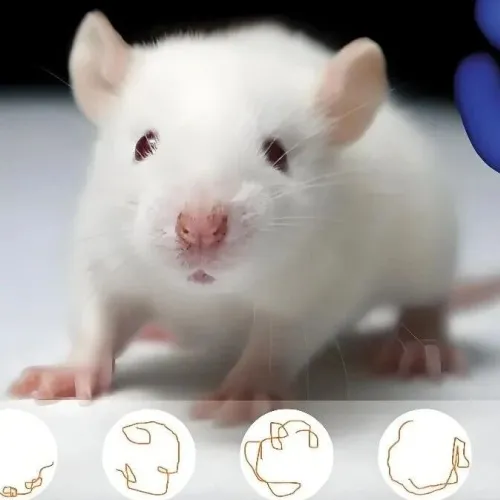 模式动物的精准追踪！Nature系列（IF:32)｜复旦大学李子薇：合作发布一种实现精准多动物追踪的