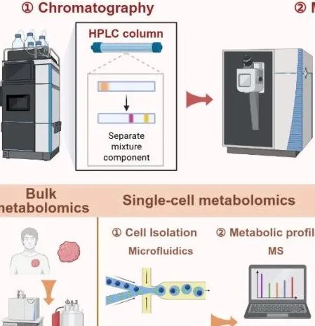 系统描绘肿瘤代谢物研究全景！Trends in Cancer｜复旦大学肖毅/邵志敏：探讨代谢物在临床