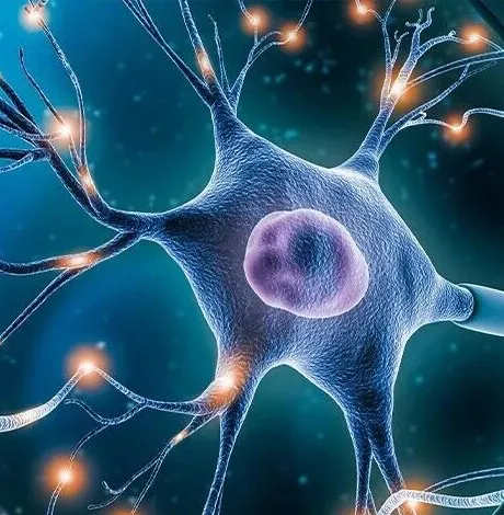 神经退行性疾病研究新视角！Adv Sci｜复旦大学温文玉：合作揭示STAU2凝聚体调控树突发育与突触