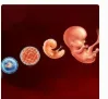 Perspective文章！Nature系列｜复旦大学木良善：总结基于蛋白质组学的哺乳动物卵母细胞与
