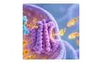 胆固醇如何“进得去-出的来”？Life Metabolism｜复旦大学赵同金/史晴：揭示DHHC13